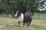BULL TERRIER MINIATURE 065